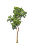 Trees that are isolated on a white background are suitable for both printing and web pages photo