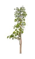 Trees that are isolated on a white background are suitable for both printing and web pages photo