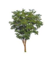 Trees that are isolated on a white background are suitable for both printing and web pages photo