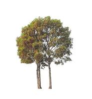 Trees that are isolated on a white background are suitable for both printing and web pages photo
