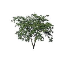 tree isolated on white background photo