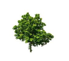 Trees that are isolated on a white background are suitable for both printing and web pages photo