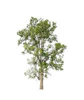 Trees that are isolated on a white background are suitable for both printing and web pages photo