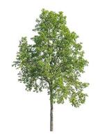 Tree that are isolated on a white background are suitable for both printing and web pages photo