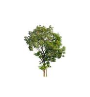 Tree isolated on white background. photo