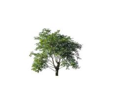 Tree that are isolated on a white background are suitable for both printing and web pages photo