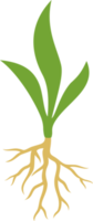 plante avec racine png illustration