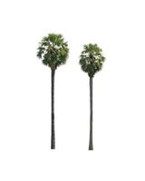 sugar palm that are isolated on a white background are suitable for both printing and web pages photo