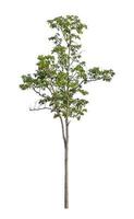 Tree that are isolated on a white background are suitable for both printing and web pages photo