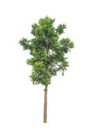 Trees that are isolated on a white background are suitable for both printing and web pages photo