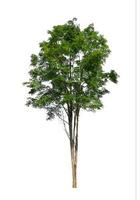 Trees that are isolated on a white background are suitable for both printing and web pages photo