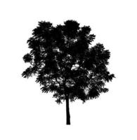 Tree silhouette for brush on white background photo