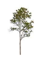 Trees that are isolated on a white background are suitable for both printing and web pages photo