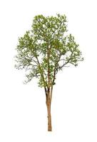 Trees that are isolated on a white background are suitable for both printing and web pages photo