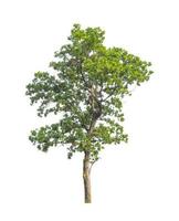 Trees that are isolated on a white background are suitable for both printing and web pages photo