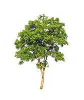 Trees that are isolated on a white background are suitable for both printing and web pages photo
