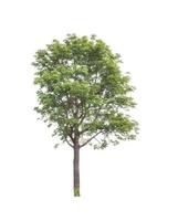 Trees that are isolated on a white background are suitable for both printing and web pages photo