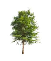 Trees that are isolated on a white background are suitable for both printing and web pages photo