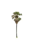 sugar palm that are isolated on a white background are suitable for both printing and web pages photo