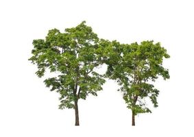 Tree that are isolated on a white background are suitable for both printing and web pages photo