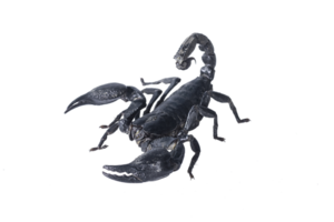 escorpião transparente png