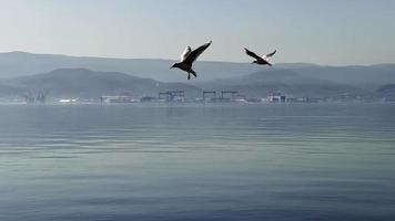 pássaros gaivotas voando no mar