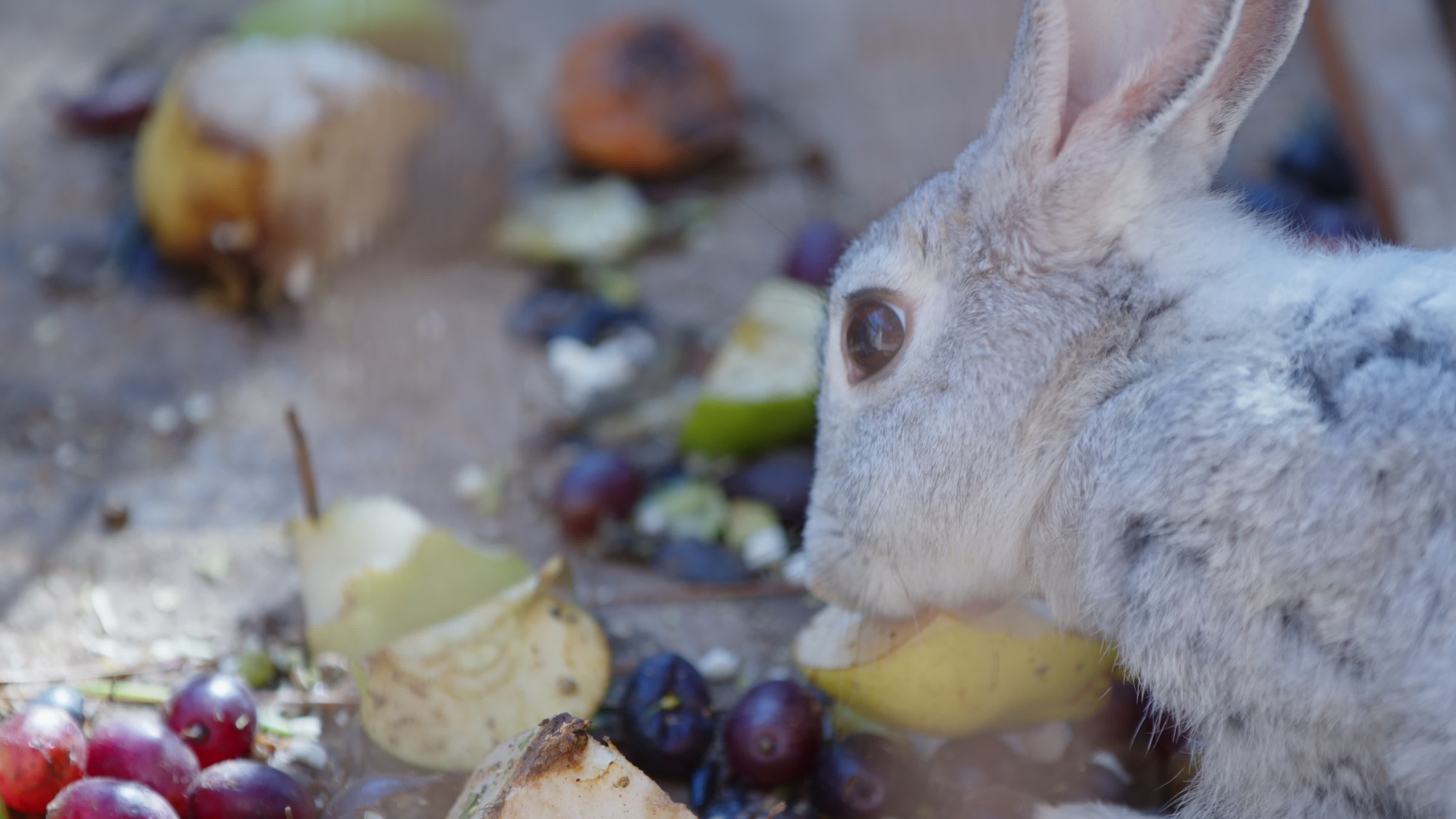 Sweet Mammal Animal Rabbit is Eating Fruits and Vegetables 13393682 Stock Video at Vecteezy Sweet Mammal Animal Rabbit is Eating Fruits and Vegetables 13393682 Stock Video at Vecteezy