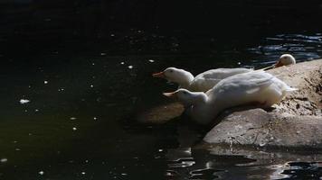 patos animais no lago video