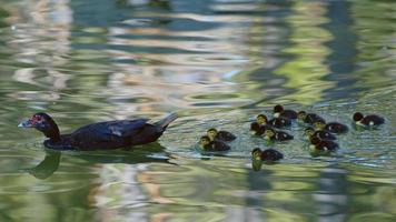 mãe e filhos bebê família pato na natureza video