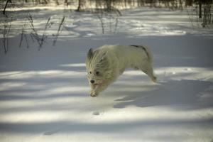 White dog runs through snow. Pet in woods. photo
