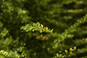 arbusto verde ramas delgadas con hojas pequeñas. detalles de la naturaleza en el parque.