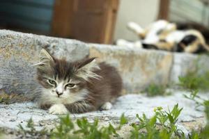 lindo gato en verano. mascota en el campo. animalito esponjoso. foto