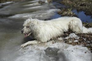 Dog on walk in woods. Dog in swamp. Pet in nature in park. photo