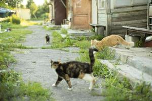 Cats running around yard. Pets outside in summer. Cat family. photo