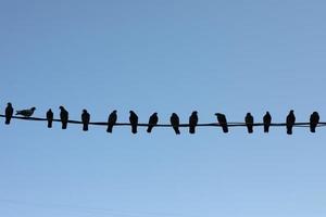 Pigeons sit on wire. Silhouettes of birds. Birds sit in row. photo