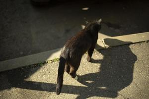 Black cat walks down road. Cat on summer day. Homeless pet. photo