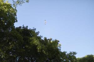 Seagull flies over forest. Bird in flight over park. Garden in summer. photo