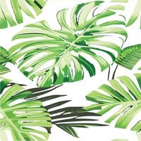 green monstera pattern white background. exotic pattern with tropical leaves. Vector illustration. monstera leaf pattern. Tropical palm leaves. Exotic design fabric, textile print, wrapping paper