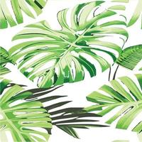 patrón de monstera verde fondo blanco. patrón exótico con hojas tropicales. ilustración vectorial patrón de hoja de monstera. hojas de palmeras tropicales. tela de diseño exótico, estampado textil, papel de regalo vector