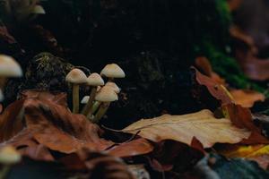 Small yellow mushrooms growing out from decaying tree stump photo