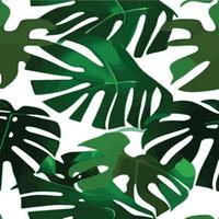 patrón de monstera verde fondo blanco. patrón exótico con hojas tropicales. ilustración vectorial patrón de hoja de monstera. hojas de palmeras tropicales. tela de diseño exótico, estampado textil, papel de regalo vector