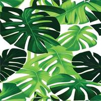 patrón de monstera verde fondo blanco. patrón exótico con hojas tropicales. ilustración vectorial patrón de hoja de monstera. hojas de palmeras tropicales. tela de diseño exótico, estampado textil, papel de regalo vector