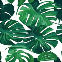 patrón de monstera verde fondo blanco. patrón exótico con hojas tropicales. ilustración vectorial patrón de hoja de monstera. hojas de palmeras tropicales. tela de diseño exótico, estampado textil, papel de regalo vector