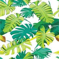 patrón de monstera verde fondo blanco. patrón exótico con hojas tropicales. ilustración vectorial patrón de hoja de monstera. hojas de palmeras tropicales. tela de diseño exótico, estampado textil, papel de regalo vector