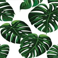 green monstera pattern white background. exotic pattern with tropical leaves. Vector illustration. monstera leaf pattern. Tropical palm leaves. Exotic design fabric, textile print, wrapping paper