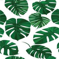 patrón de monstera verde fondo blanco. patrón exótico con hojas tropicales. ilustración vectorial patrón de hoja de monstera. hojas de palmeras tropicales. tela de diseño exótico, estampado textil, papel de regalo vector