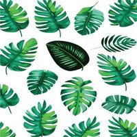 patrón de monstera verde fondo blanco. patrón exótico con hojas tropicales. ilustración vectorial patrón de hoja de monstera. hojas de palmeras tropicales. tela de diseño exótico, estampado textil, papel de regalo vector