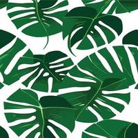 patrón de monstera verde fondo blanco. patrón exótico con hojas tropicales. ilustración vectorial patrón de hoja de monstera. hojas de palmeras tropicales. tela de diseño exótico, estampado textil, papel de regalo vector