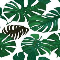 patrón de monstera verde fondo blanco. patrón exótico con hojas tropicales. ilustración vectorial patrón de hoja de monstera. hojas de palmeras tropicales. tela de diseño exótico, estampado textil, papel de regalo vector