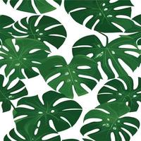 patrón de monstera verde fondo blanco. patrón exótico con hojas tropicales. ilustración vectorial patrón de hoja de monstera. hojas de palmeras tropicales. tela de diseño exótico, estampado textil, papel de regalo vector